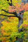 USA, Wisconsin, Chequamegon-Nicolet National Forest. Autumn-colored maple trees in forest. Art Print